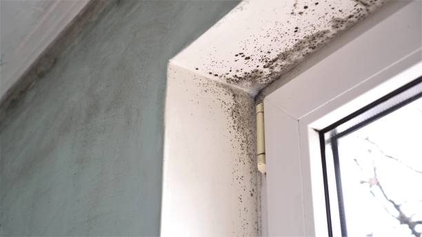 Best Preventive Mold Services in Augusta, KS