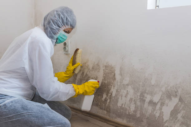 Professional Mold Remediation in Augusta, KS