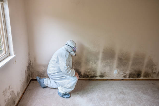 Best Health and Safety Mold Remediation in Augusta, KS